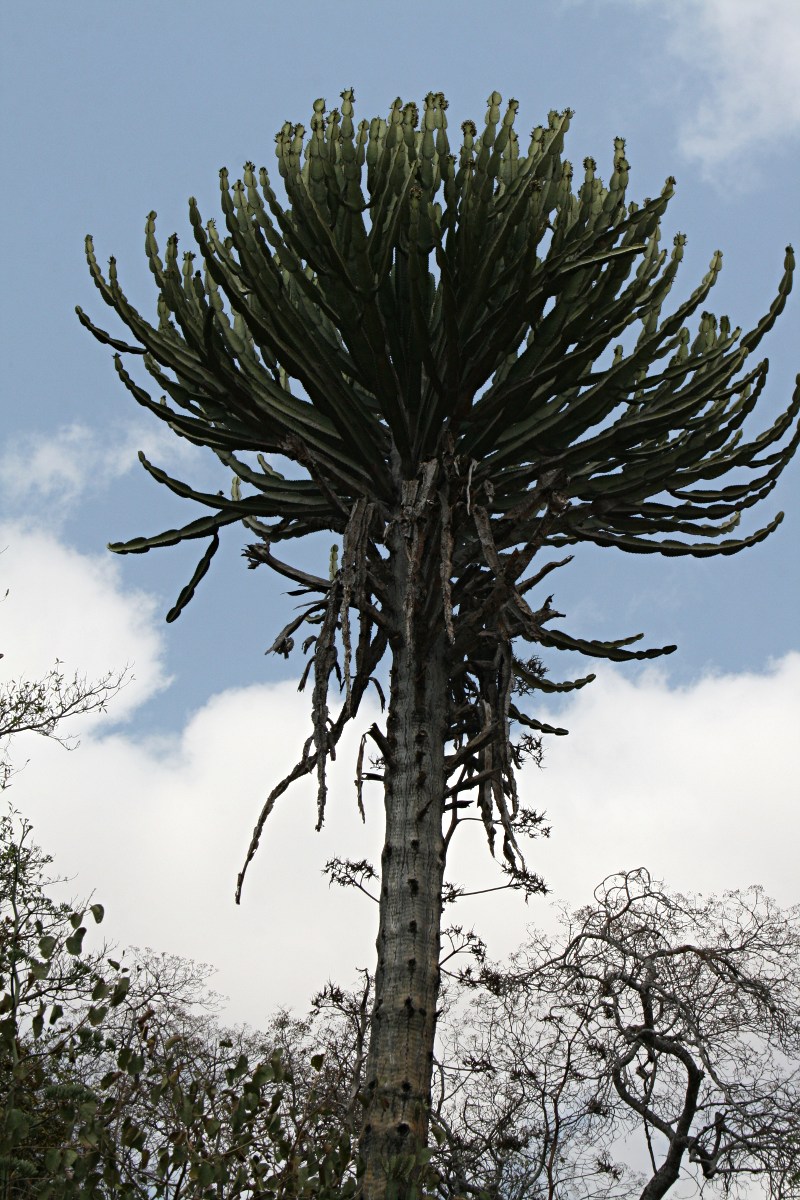 Euphorbia confinalis subsp. rhodesiaca
