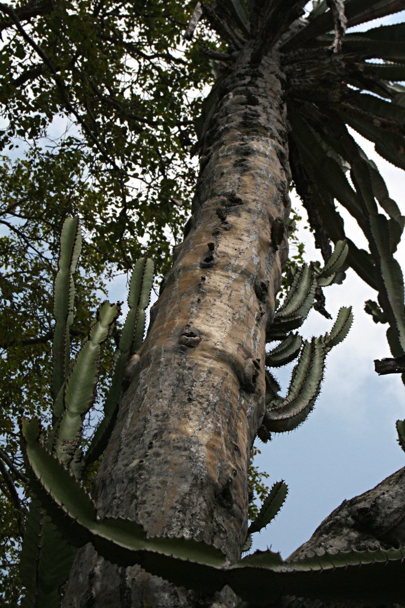 Euphorbia confinalis subsp. rhodesiaca