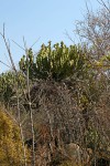 Euphorbia cooperi var. cooperi