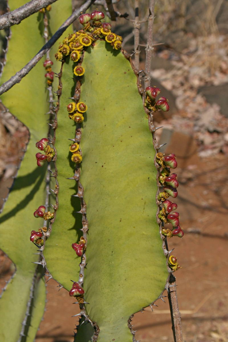 Euphorbia cooperi var. cooperi