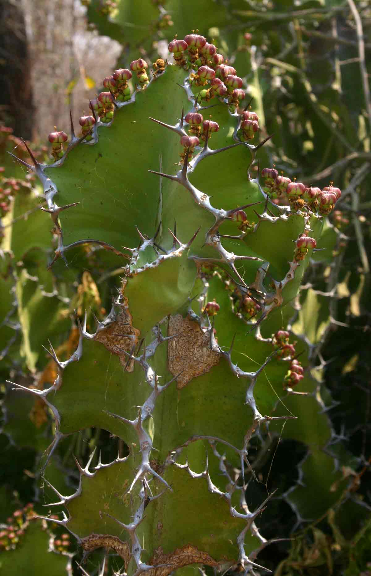 Euphorbia cooperi var. calidicola