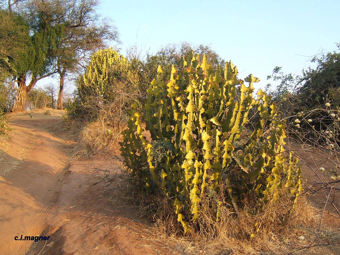 Euphorbia cooperi var. calidicola