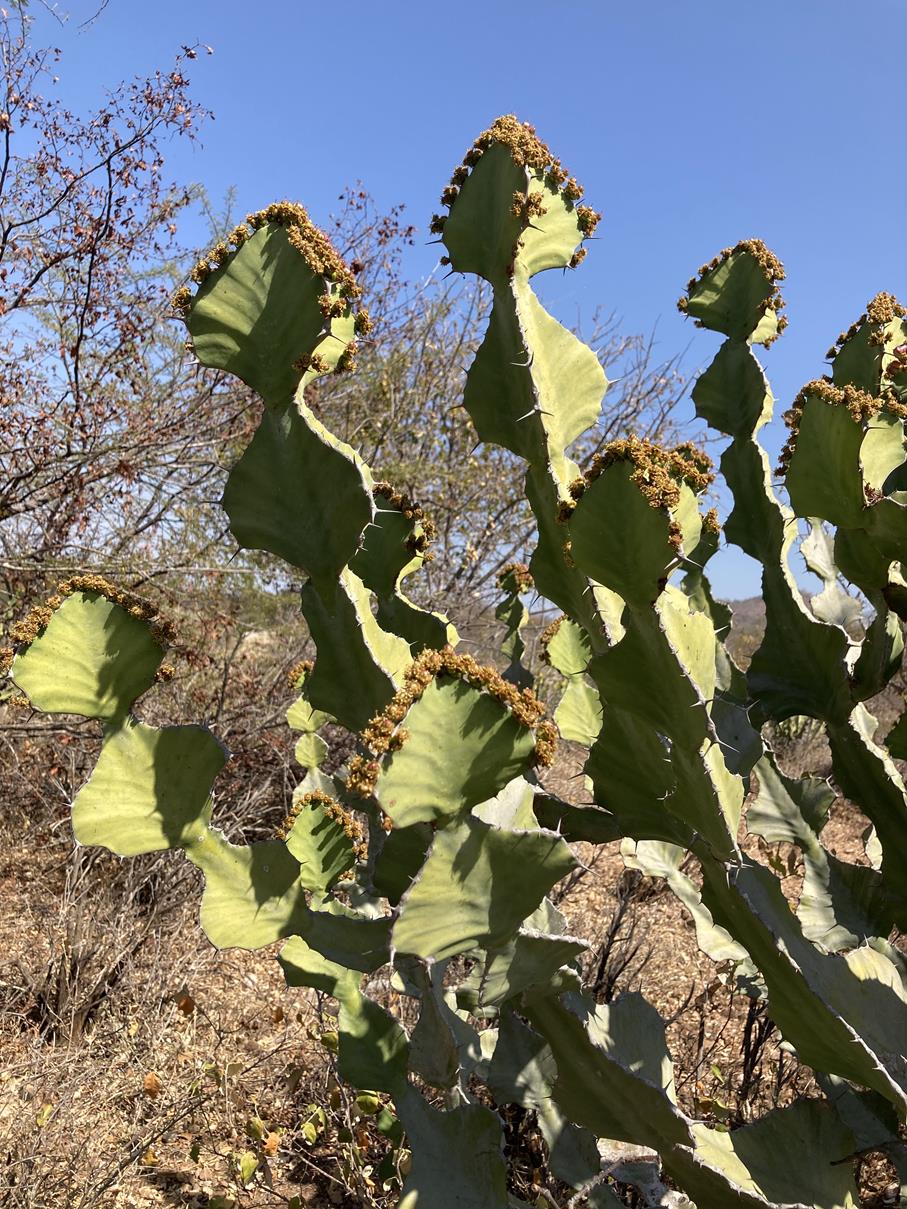 Euphorbia cooperi var. calidicola