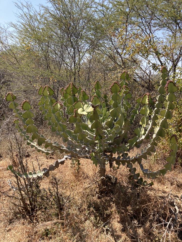 Euphorbia cooperi var. calidicola