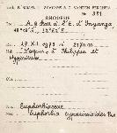 Euphorbia crebrifolia