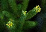 Euphorbia crebrifolia