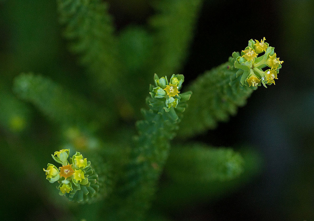 Euphorbia crebrifolia