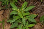 Euphorbia crotonoides subsp. crotonoides