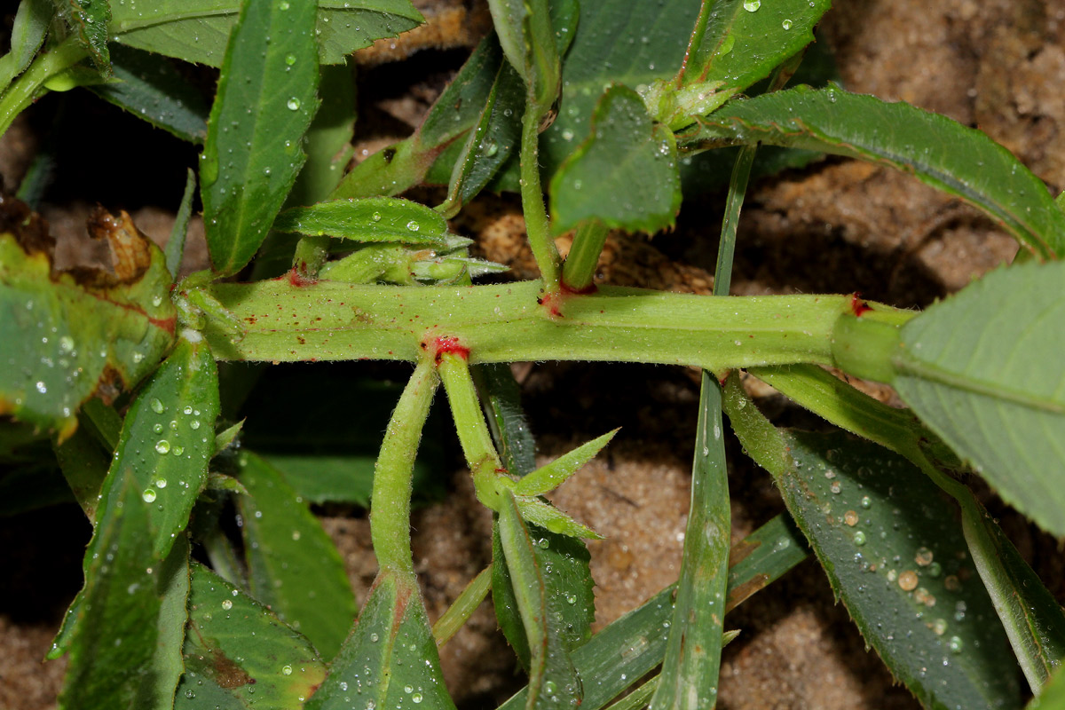 Euphorbia crotonoides subsp. crotonoides