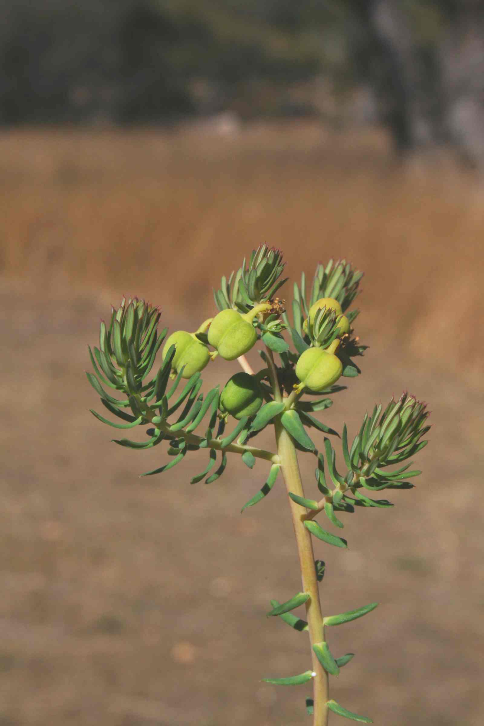 Euphorbia cyparissioides