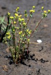 Euphorbia cyparissioides