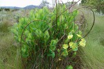 Euphorbia depauperata var. tsetserrensis