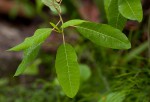 Euphorbia espinosa
