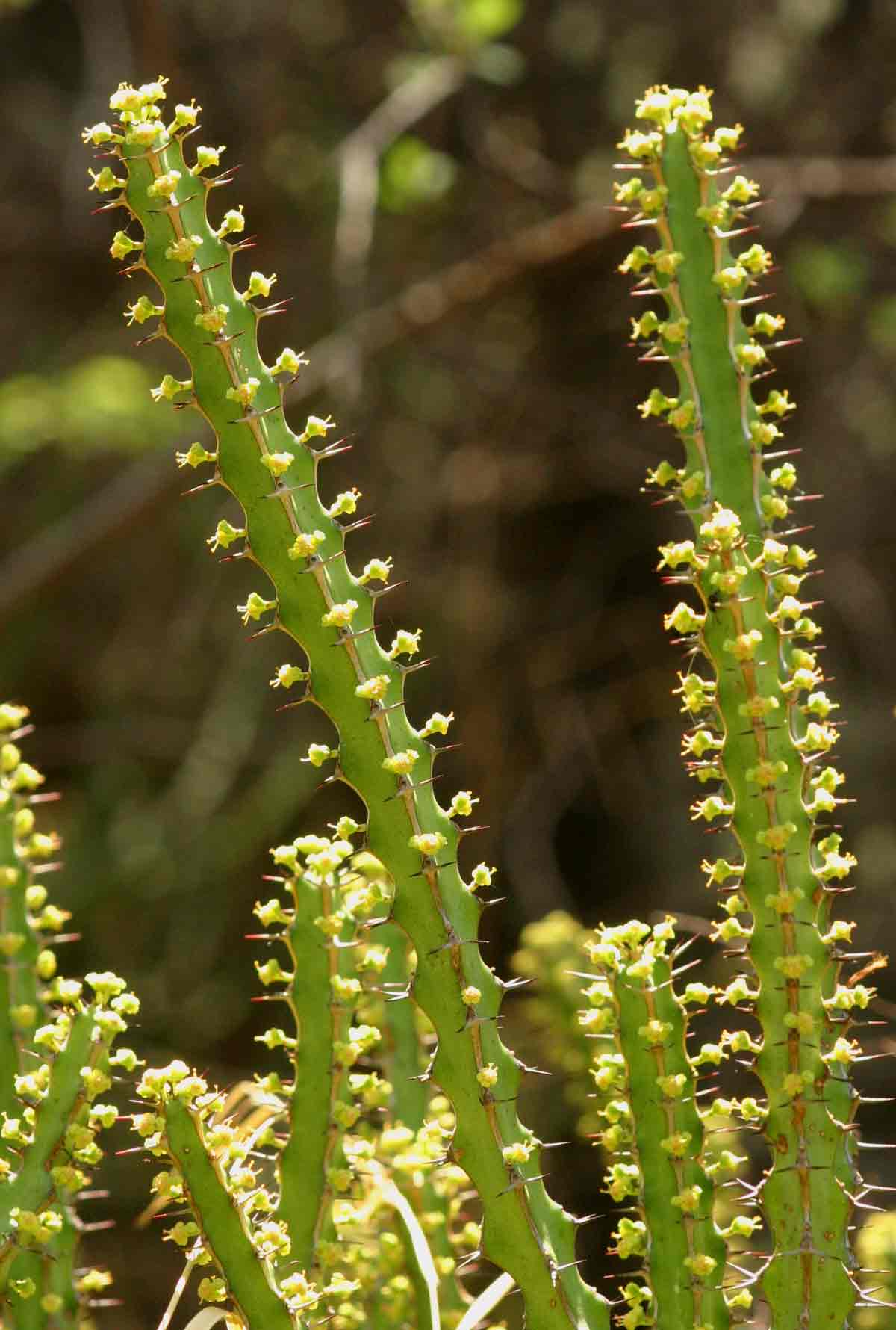 Euphorbia griseola subsp. mashonica