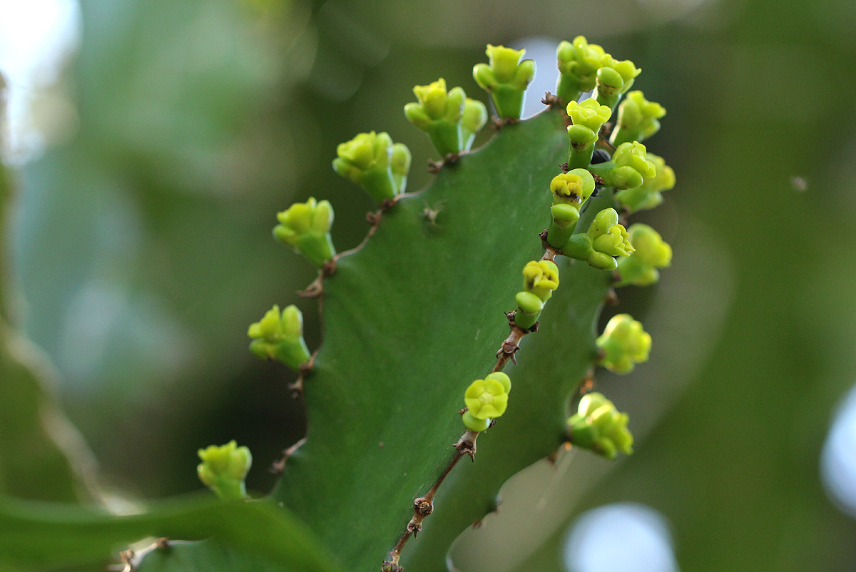 Euphorbia halipedicola