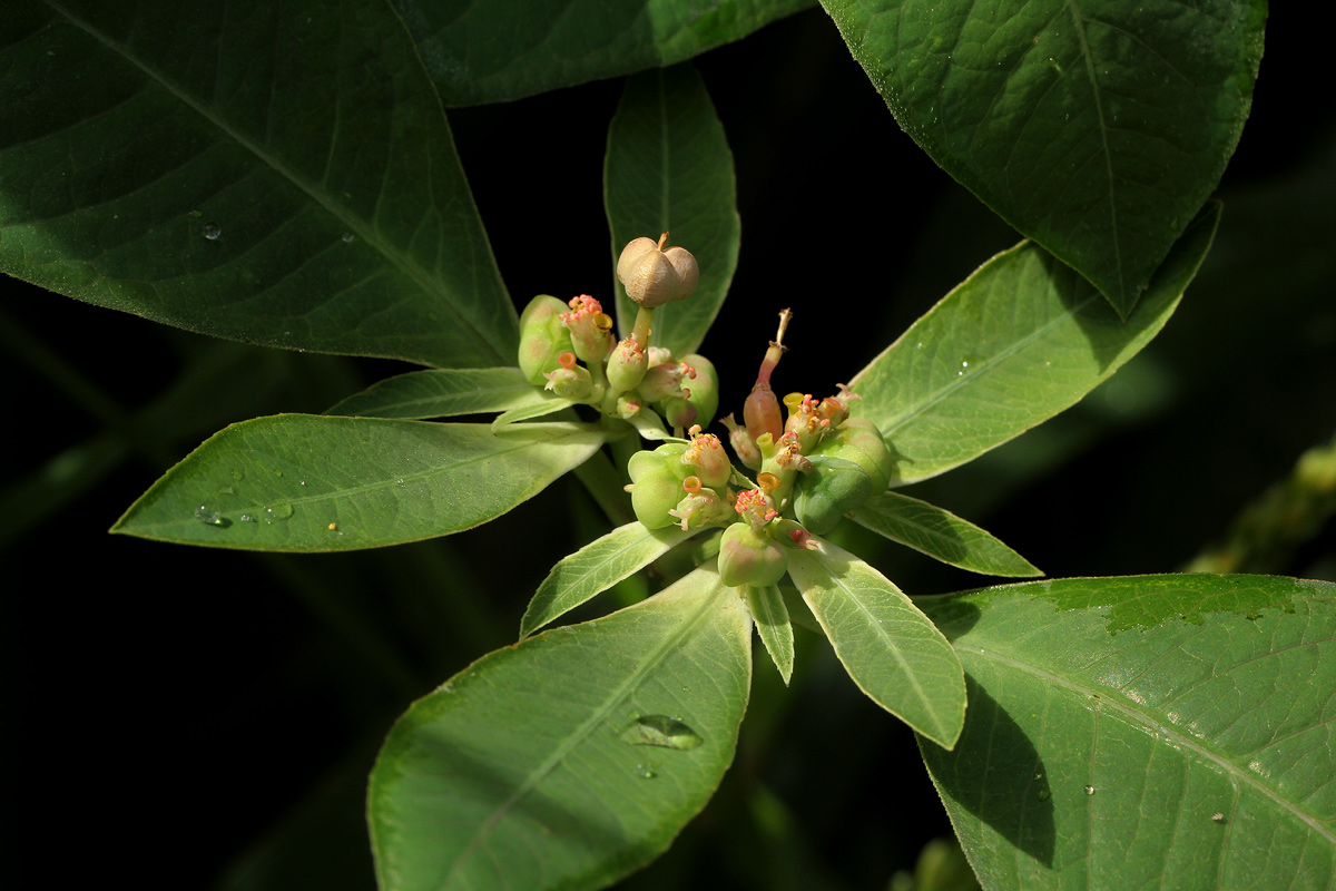 Euphorbia heterophylla