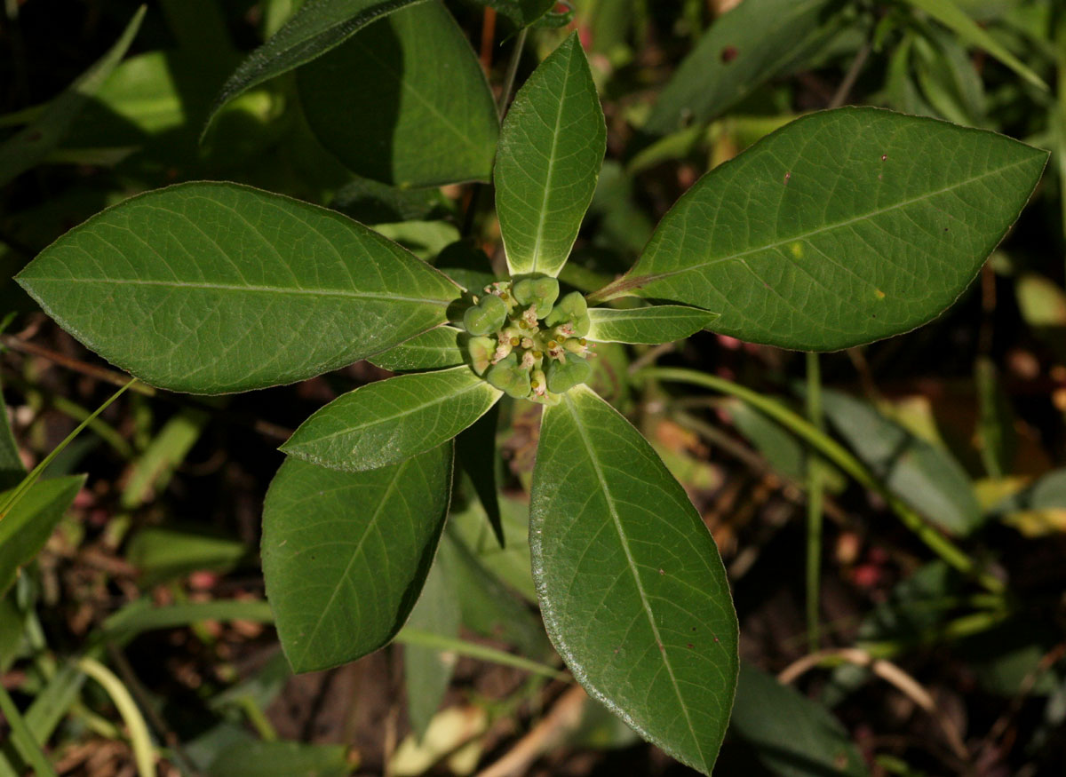 Euphorbia heterophylla