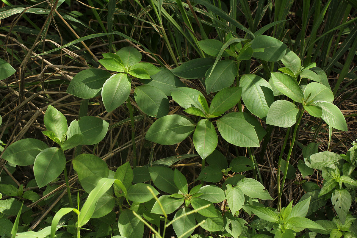 Euphorbia heterophylla Euphorbia heterophylla