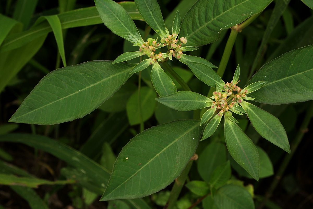 Euphorbia heterophylla