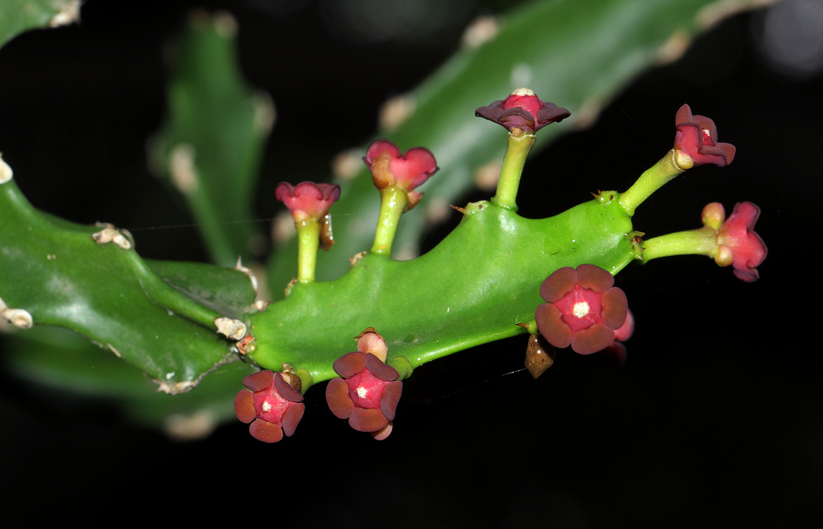 Euphorbia lividiflora