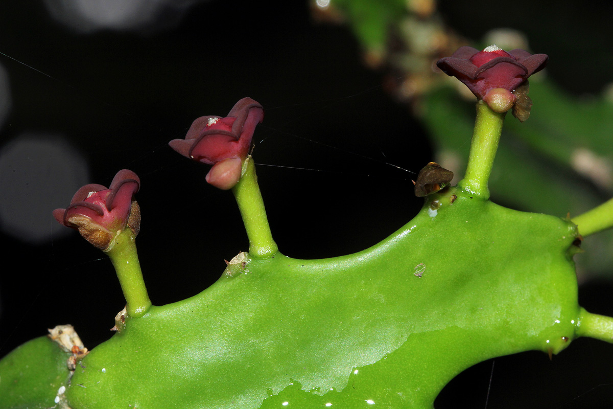 Euphorbia lividiflora