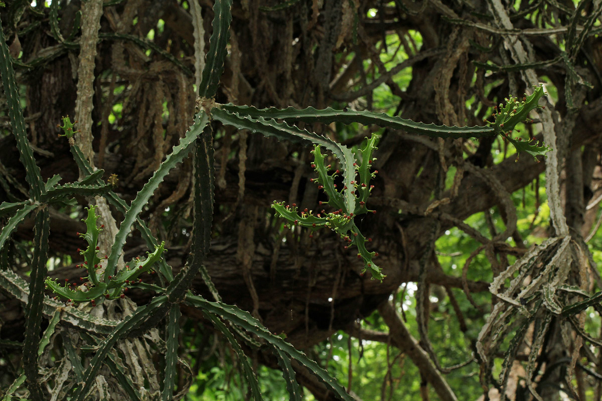 Euphorbia lividiflora