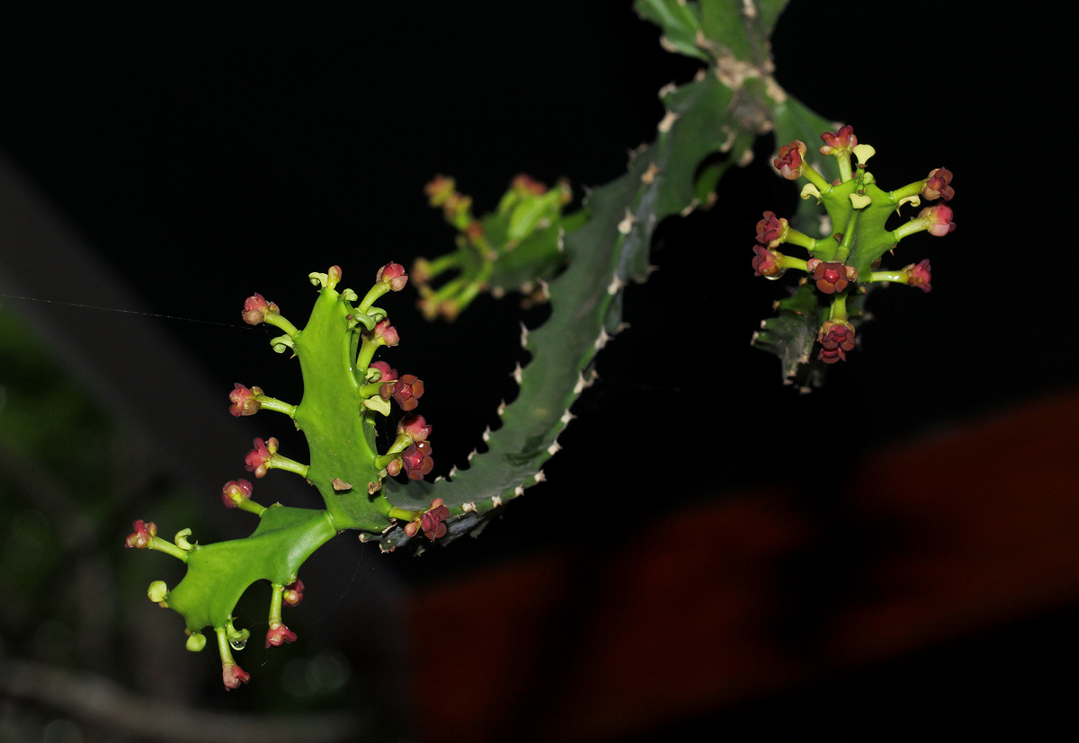 Euphorbia lividiflora