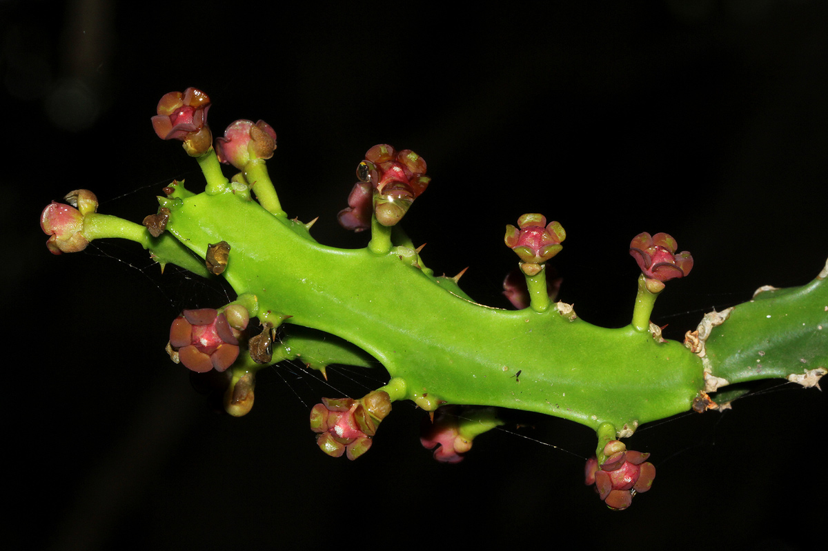 Euphorbia lividiflora