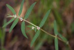 Euphorbia lupatensis