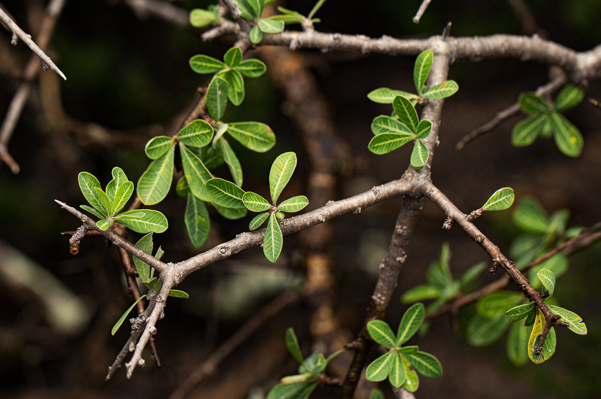 Euphorbia matabelensis