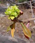 Euphorbia matabelensis
