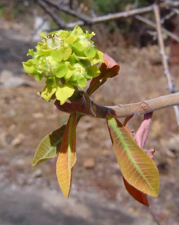 Euphorbia matabelensis