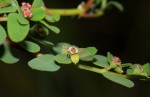 Euphorbia mossambicensis