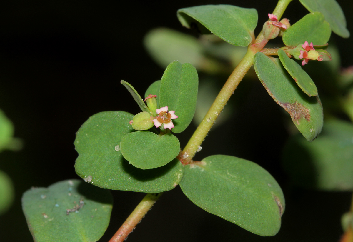 Euphorbia mossambicensis