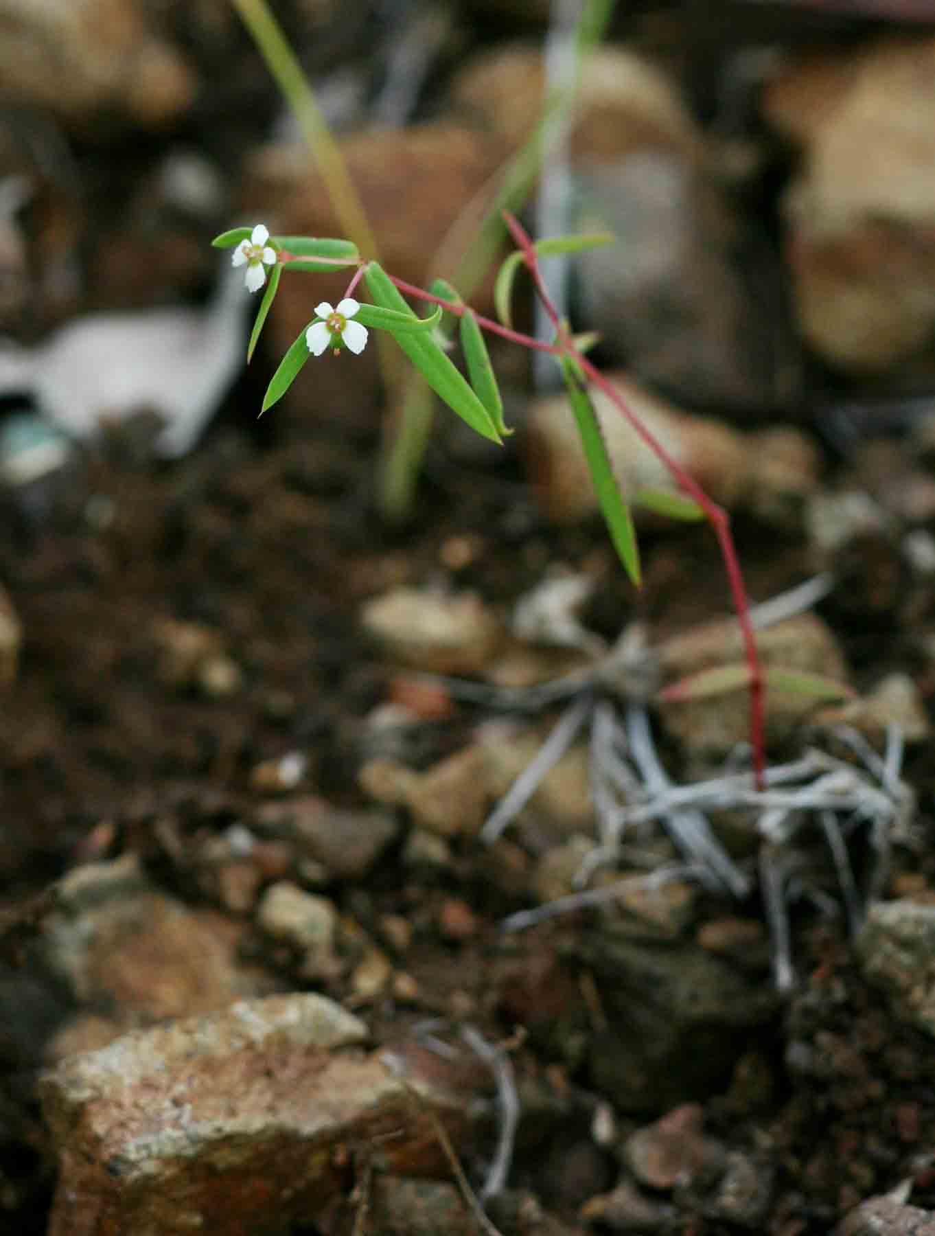 Euphorbia neopolycnemoides