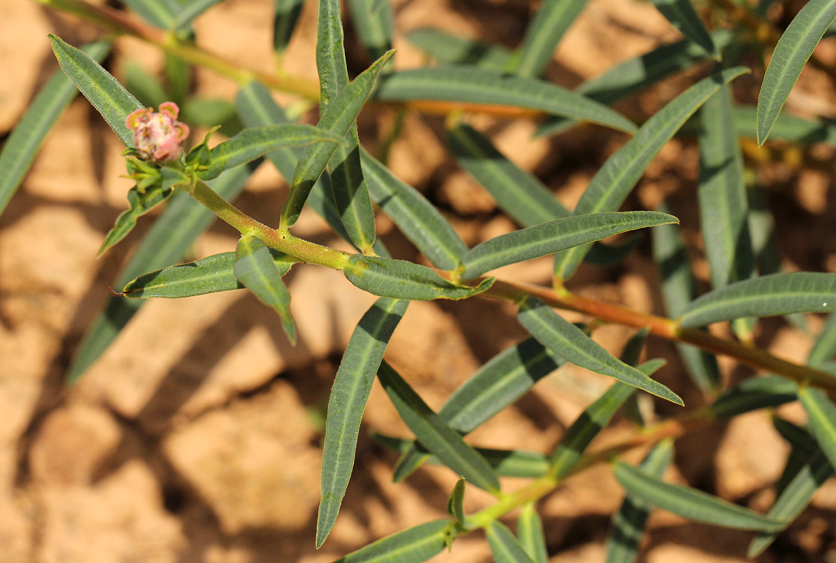 Euphorbia oatesii