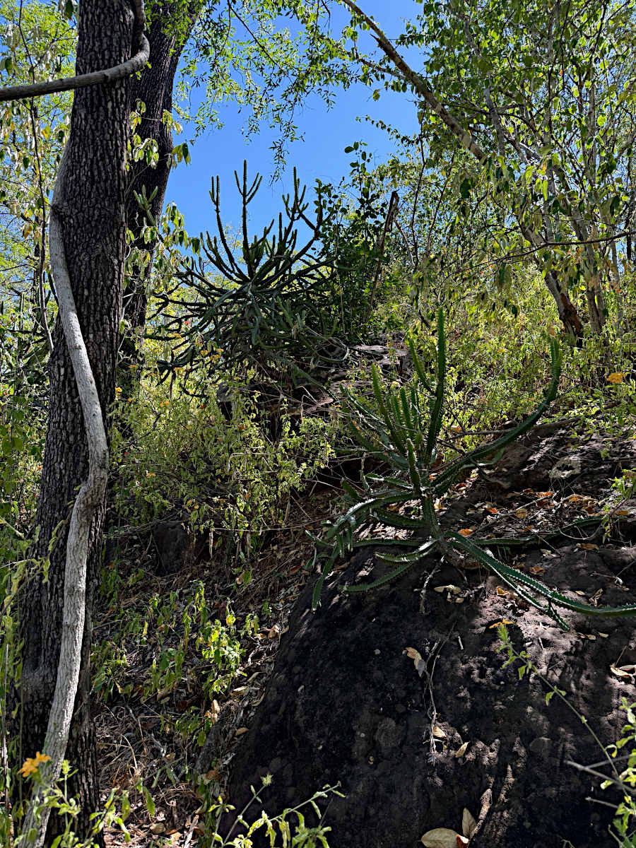 Euphorbia persistentifolia