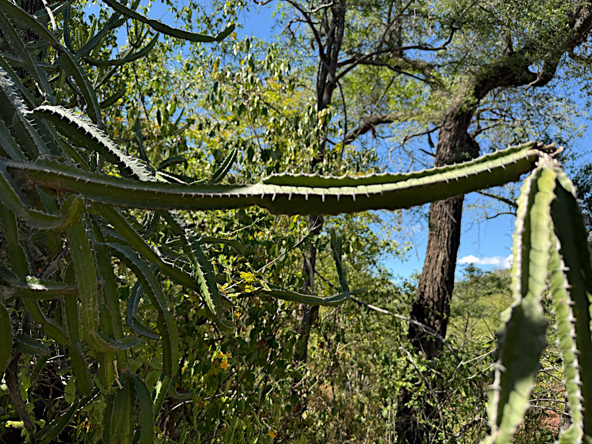 Euphorbia persistentifolia