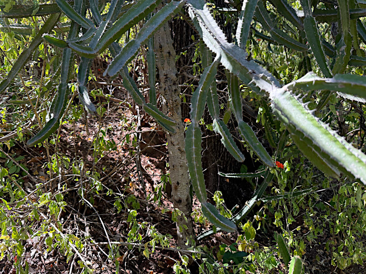 Euphorbia persistentifolia