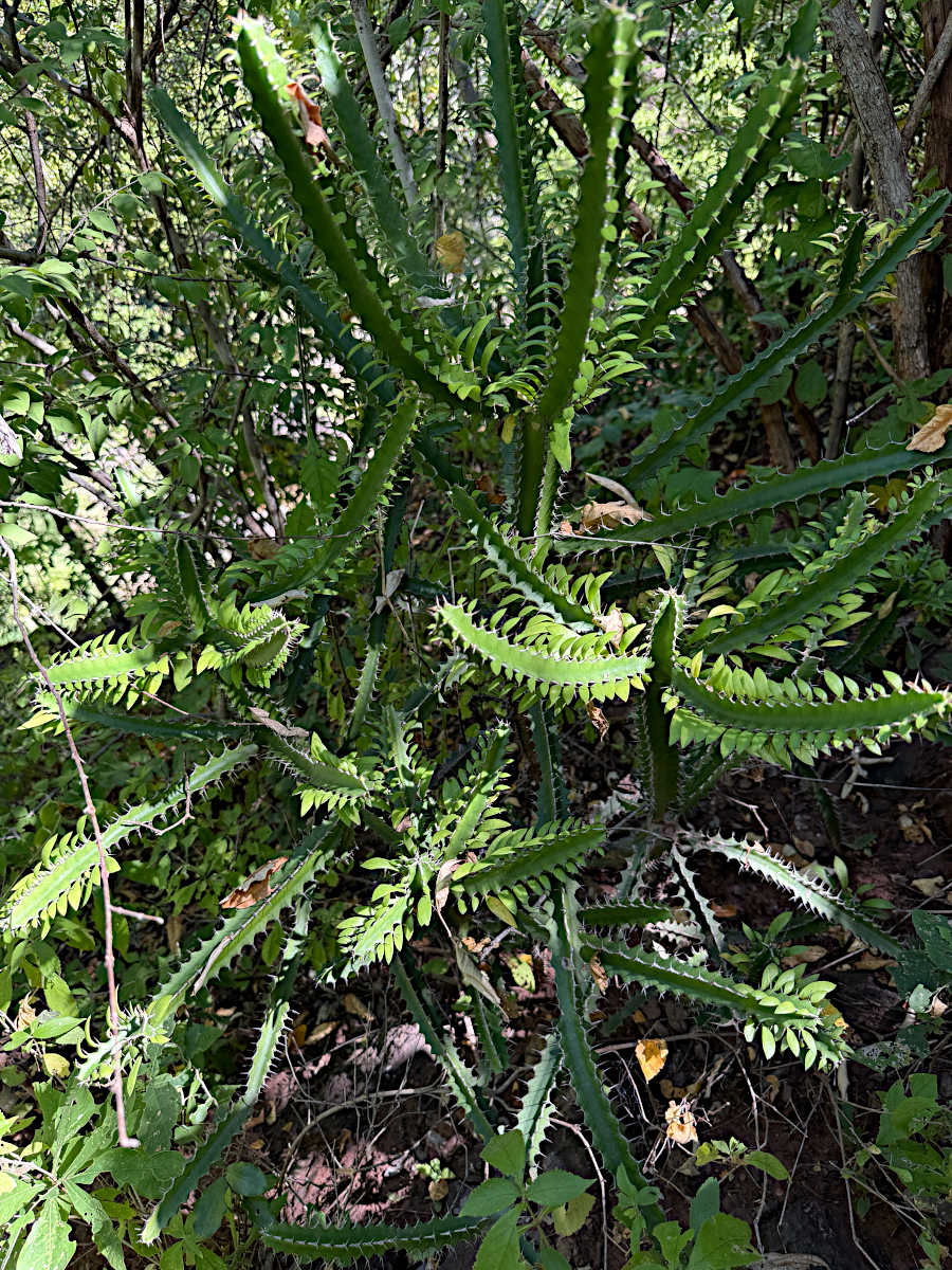 Euphorbia persistentifolia