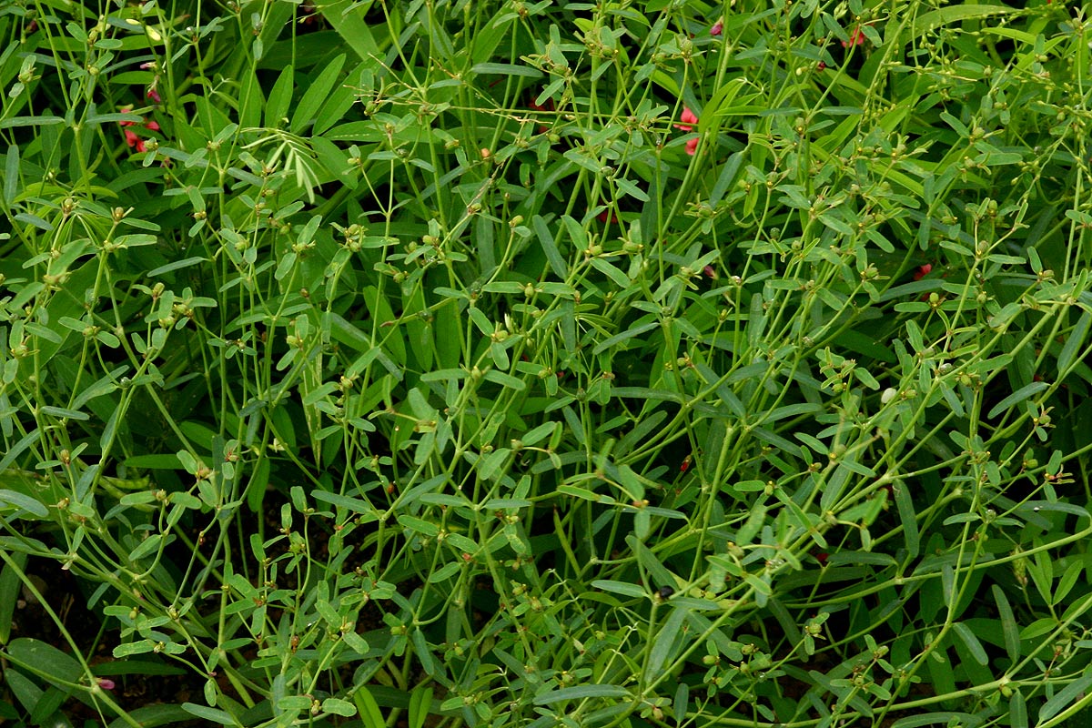 Euphorbia pfeilii Euphorbia pfeilii