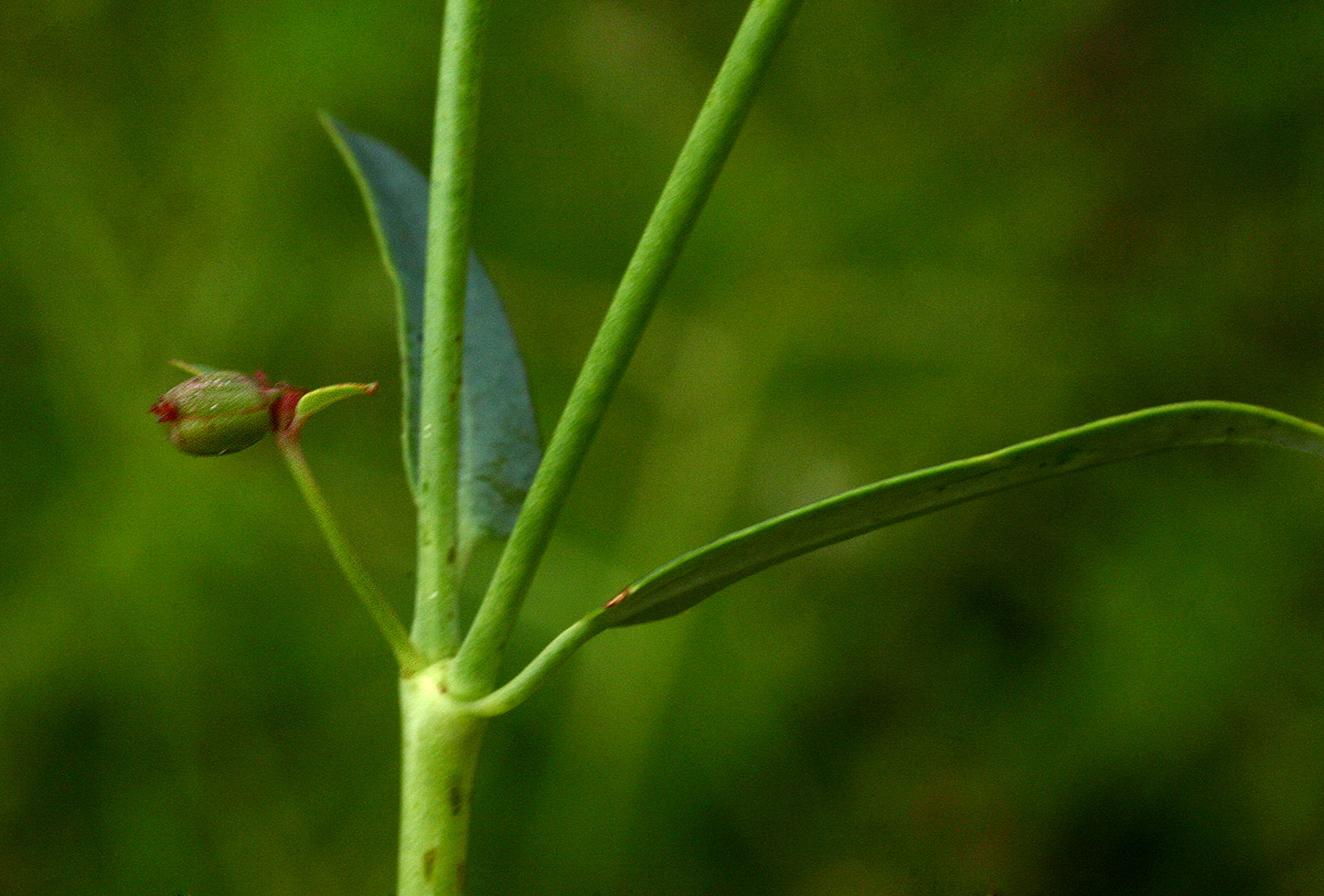 Euphorbia pfeilii Euphorbia pfeilii