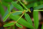 Euphorbia pfeilii