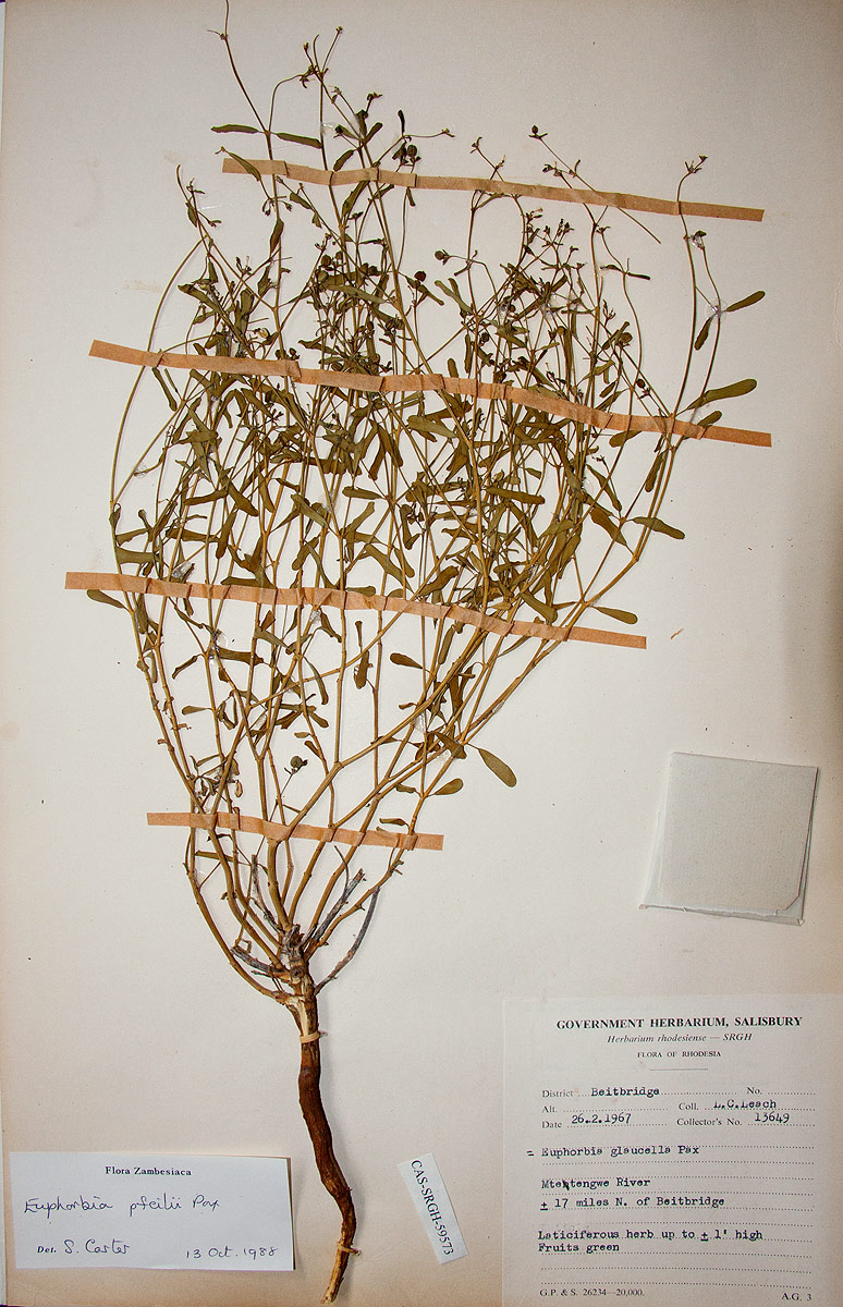 Euphorbia pfeilii