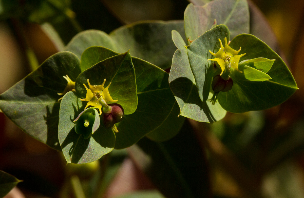 Euphorbia schimperiana var. pubescens