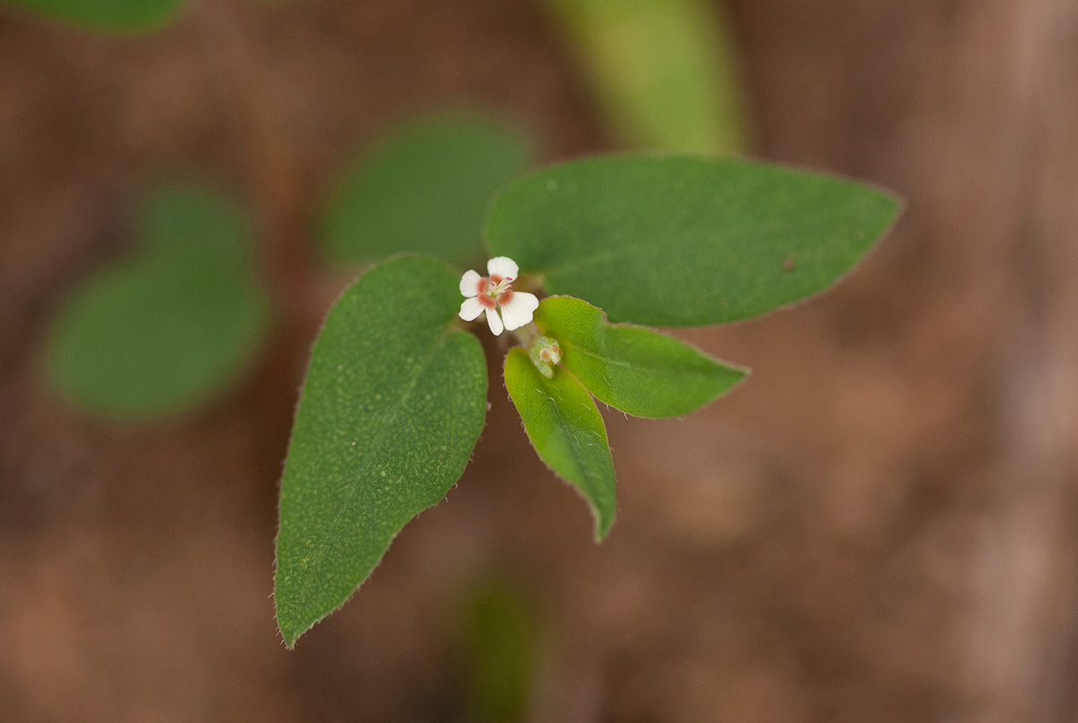 Euphorbia tettensis