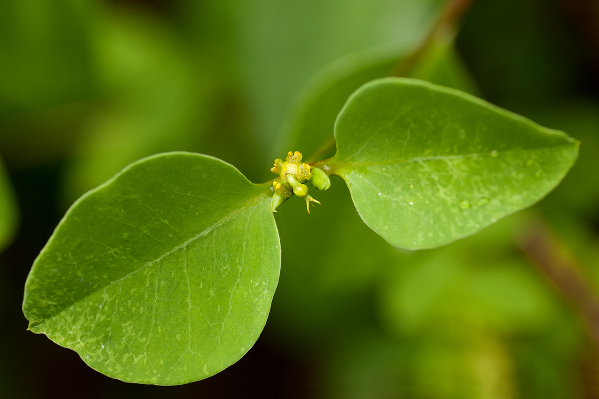 Euphorbia transvaalensis