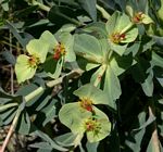 Euphorbia wildii