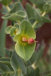 Euphorbia wildii
