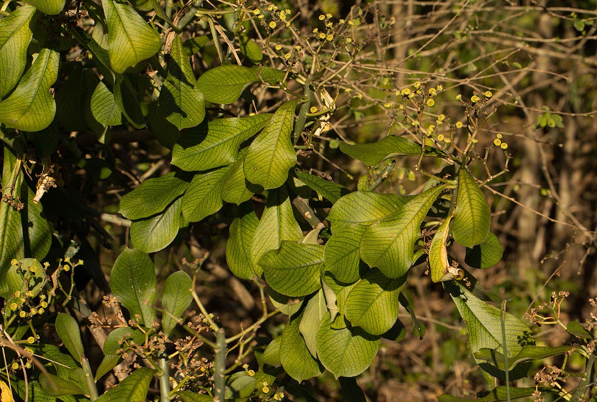 Synadenium cameronii Synadenium cameronii